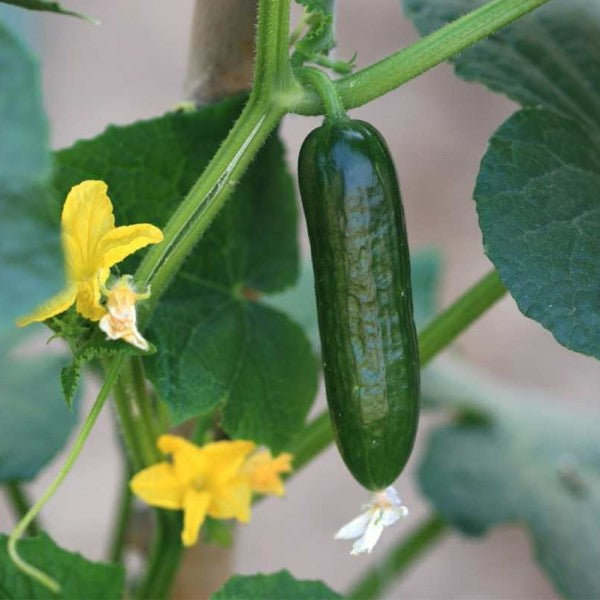 Cucumber Plant - www.Greenie.ae Buy online Best and Healthy Plants and quality products guarantee in Dubai Plants Shop in Dubai Abu Dhabi all over UAE Plants near me Fresh Plants in Dubai where to buy plants in UAE - Greenie.ae