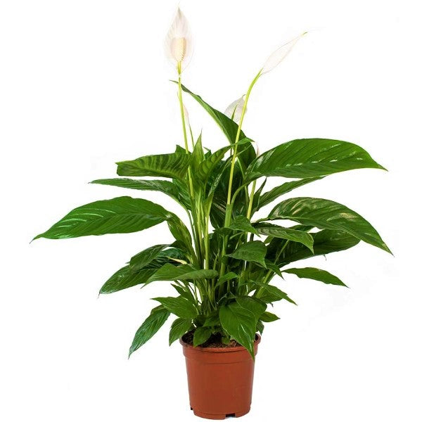 Peace Lily, Spathiphyllum - www.Greenie.ae Buy online Best and Healthy Plants and quality products guarantee in Dubai Plants Shop in Dubai Abu Dhabi all over UAE Plants near me Fresh Plants in Dubai where to buy plants in UAE - Greenie.ae