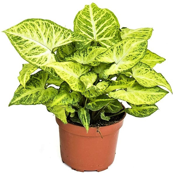 Syngonium Philodendron Arrowhead - www.Greenie.ae Buy online Best and Healthy Plants and quality products guarantee in Dubai Plants Shop in Dubai Abu Dhabi all over UAE Plants near me Fresh Plants in Dubai where to buy plants in UAE - Greenie.ae