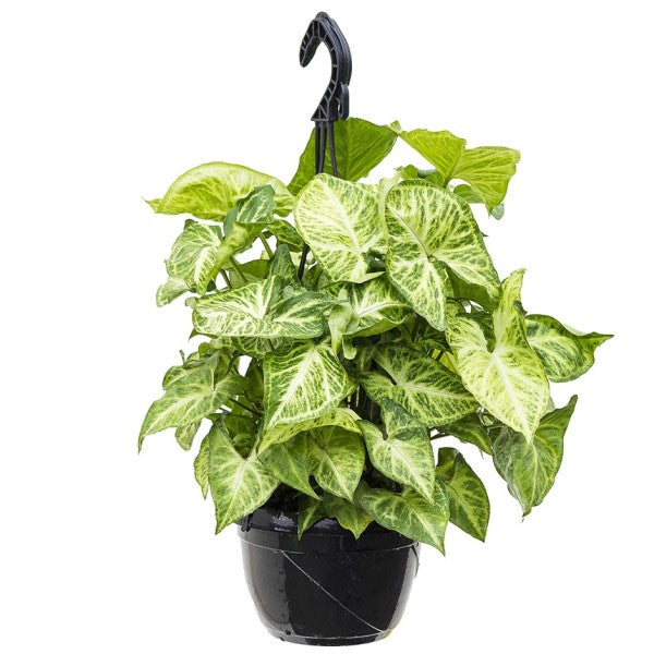 Syngonium Philodendron Arrowhead - www.Greenie.ae Buy online Best and Healthy Plants and quality products guarantee in Dubai Plants Shop in Dubai Abu Dhabi all over UAE Plants near me Fresh Plants in Dubai where to buy plants in UAE - Greenie.ae