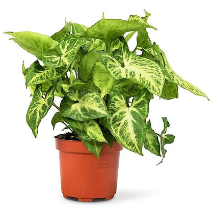 Syngonium Philodendron Arrowhead - www.Greenie.ae Buy online Best and Healthy Plants and quality products guarantee in Dubai Plants Shop in Dubai Abu Dhabi all over UAE Plants near me Fresh Plants in Dubai where to buy plants in UAE - Greenie.ae