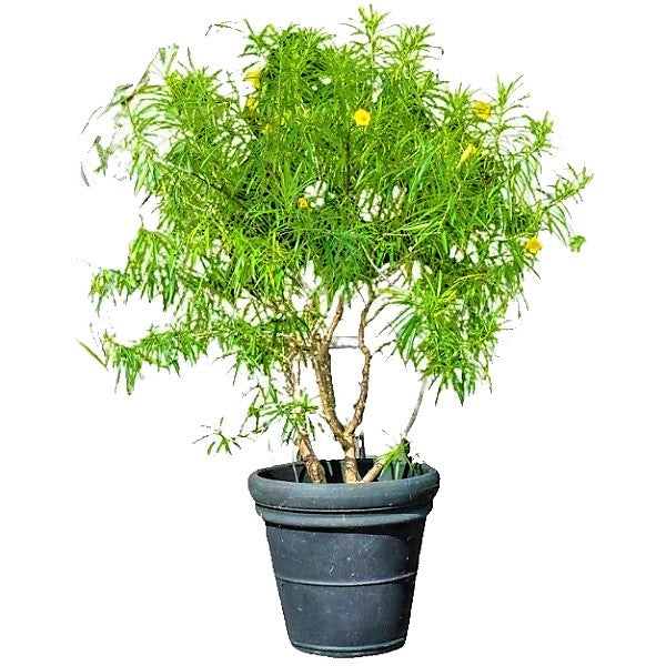 Thevetia Peruviana, Cascabela Thevetia - www.Greenie.ae Buy online Best and Healthy Plants and quality products guarantee in Dubai Plants Shop in Dubai Abu Dhabi all over UAE Plants near me Fresh Plants in Dubai where to buy plants in UAE - Greenie.ae