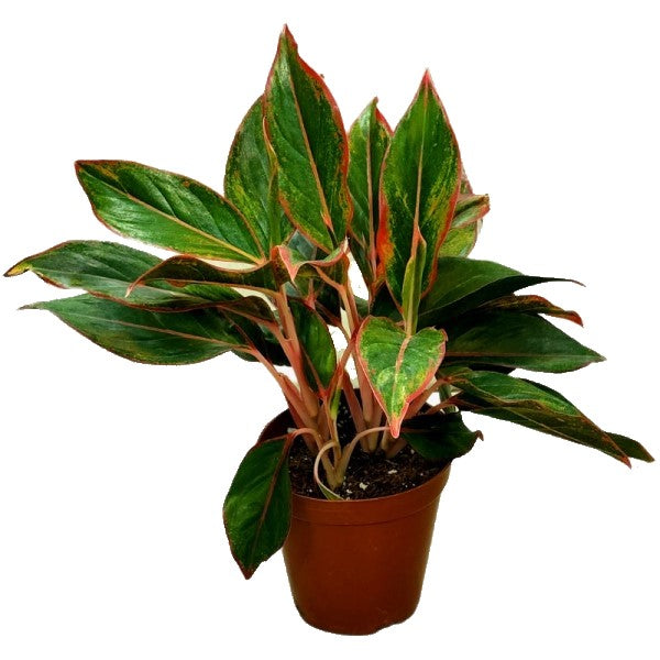  Aglaonema King of Siam - www.Greenie.ae Buy online Best and Healthy Plants and quality products guarantee in Dubai Plants Shop in Dubai Abu Dhabi all over UAE Plants near me Fresh Plants in Dubai where to buy plants in UAE - Greenie.ae Agave Attenuata, S