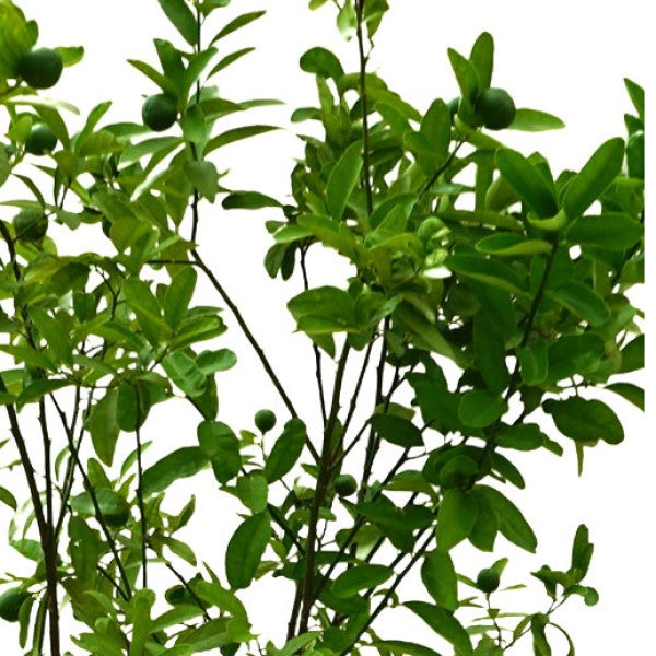 Lime, Binzaheer - www.Greenie.ae Buy online Best and Healthy Plants and quality products guarantee in Dubai Plants Shop in Dubai Abu Dhabi all over UAE Plants near me Fresh Plants in Dubai where to buy plants in UAE - Greenie.ae