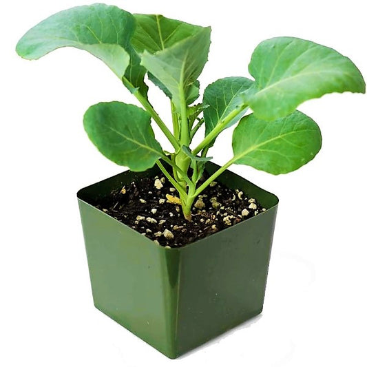 Cauliflower Vegetable Plant - www.Greenie.ae Buy online Best and Healthy Plants and quality products guarantee in Dubai Plants Shop in Dubai Abu Dhabi all over UAE Plants near me Fresh Plants in Dubai where to buy plants in UAE - Greenie.ae