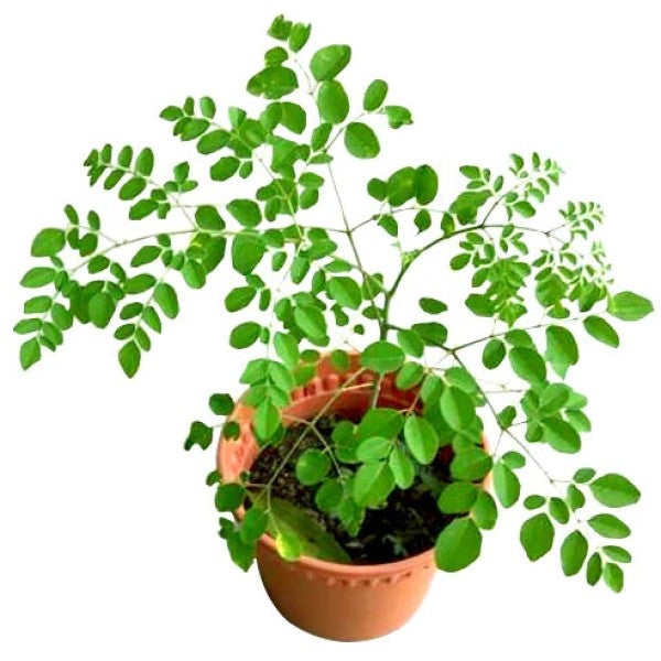 Moringa Oleifera, Drum Stick - www.Greenie.ae Buy online Best and Healthy Plants and quality products guarantee in Dubai Plants Shop in Dubai Abu Dhabi all over UAE Plants near me Fresh Plants in Dubai where to buy plants in UAE - Greenie.ae