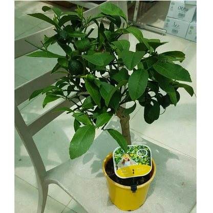 Office Lemon Tree, Citrus Lemon with fruit