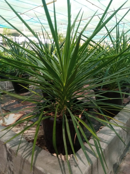 Yucca Elephantipes, Spineless Yucca, Giant Yucca