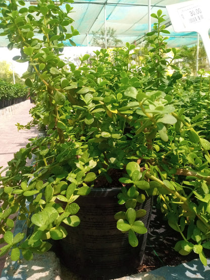 Portulacaria Afra, Elephant Bush