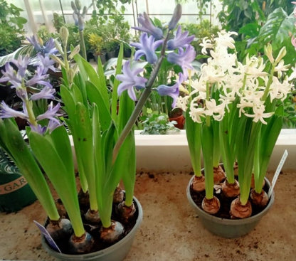 Hyacinth Bulb Fragrance