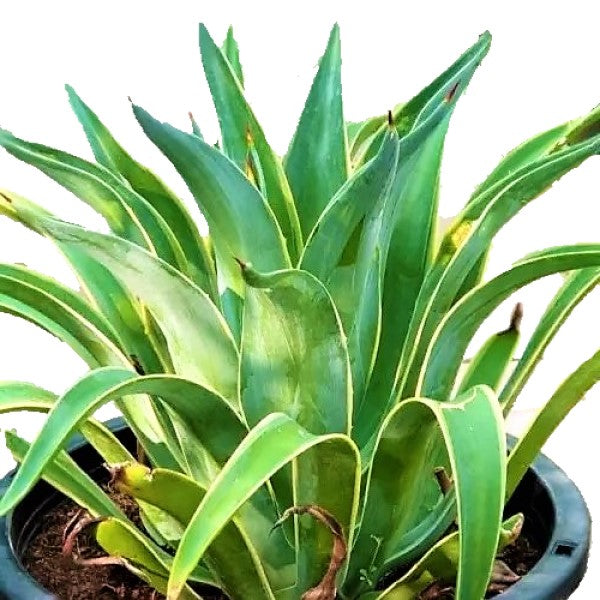 Agave Attenuata, Spineless Century Plant - www.Greenie.ae Buy online Best and Healthy Plants and quality products guarantee in Dubai Plants Shop in Dubai Abu Dhabi all over UAE Plants near me Fresh Plants in Dubai where to buy plants in UAE - Greenie.ae