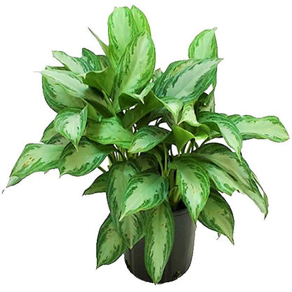 Aglaonema “Silver Queen” Chinese Evergreen Plant - www.Greenie.ae Buy online Best and Healthy Plants and quality products guarantee in Dubai Plants Shop in Dubai Abu Dhabi all over UAE Plants near me Fresh Plants in Dubai where to buy plants in UAE - Greenie.ae