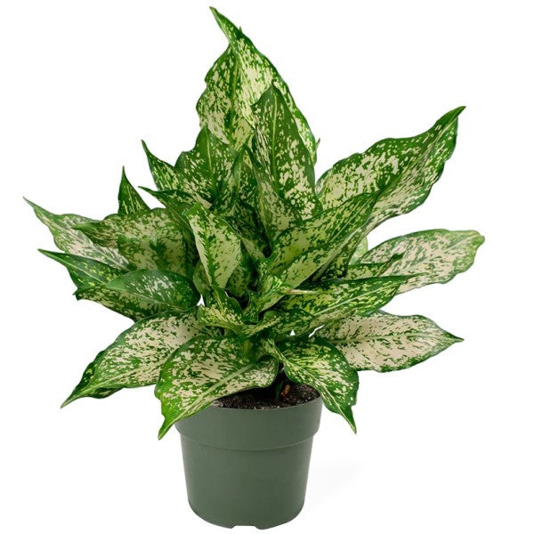 Aglaonema Spring Snow - www.Greenie.ae Buy online Best and Healthy Plants and quality products guarantee in Dubai Plants Shop in Dubai Abu Dhabi all over UAE Plants near me Fresh Plants in Dubai where to buy plants in UAE - Greenie.ae