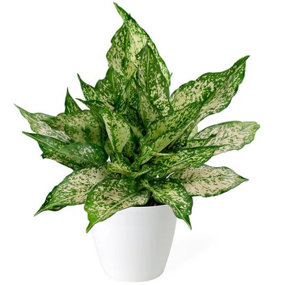 Aglaonema Spring Snow - www.Greenie.ae Buy online Best and Healthy Plants and quality products guarantee in Dubai Plants Shop in Dubai Abu Dhabi all over UAE Plants near me Fresh Plants in Dubai where to buy plants in UAE - Greenie.ae