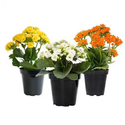 Flaming Katy, Kalanchoe blossfeldiana, indoor - www.Greenie.ae Buy online Best and Healthy Plants and quality products guarantee in Dubai Plants Shop in Dubai Abu Dhabi all over UAE Plants near me Fresh Plants in Dubai where to buy plants in UAE - Greenie.ae