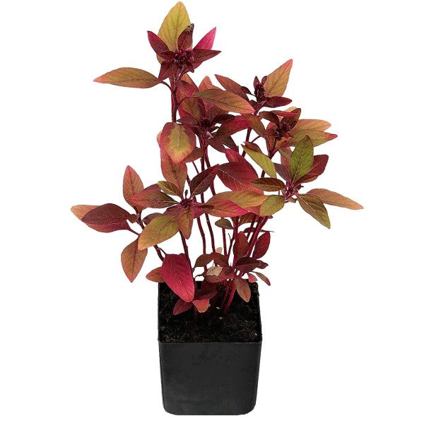 Red Amaranth, Amaranthus Cruentus - www.Greenie.ae Buy online Best and Healthy Plants and quality products guarantee in Dubai Plants Shop in Dubai Abu Dhabi all over UAE Plants near me Fresh Plants in Dubai where to buy plants in UAE - Greenie.ae