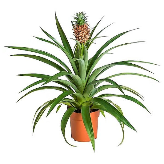 Pineapple, Ananas Comosus - www.Greenie.ae Buy online Best and Healthy Plants and quality products guarantee in Dubai Plants Shop in Dubai Abu Dhabi all over UAE Plants near me Fresh Plants in Dubai where to buy plants in UAE - Greenie.ae