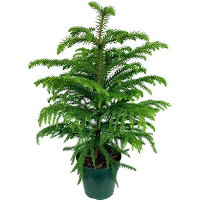 Araucaria heterophylla, Norfolk Island Pine, Indoor - www.Greenie.ae Buy online Best and Healthy Plants and quality products guarantee in Dubai Plants Shop in Dubai Abu Dhabi all over UAE Plants near me Fresh Plants in Dubai where to buy plants in UAE - Greenie.ae