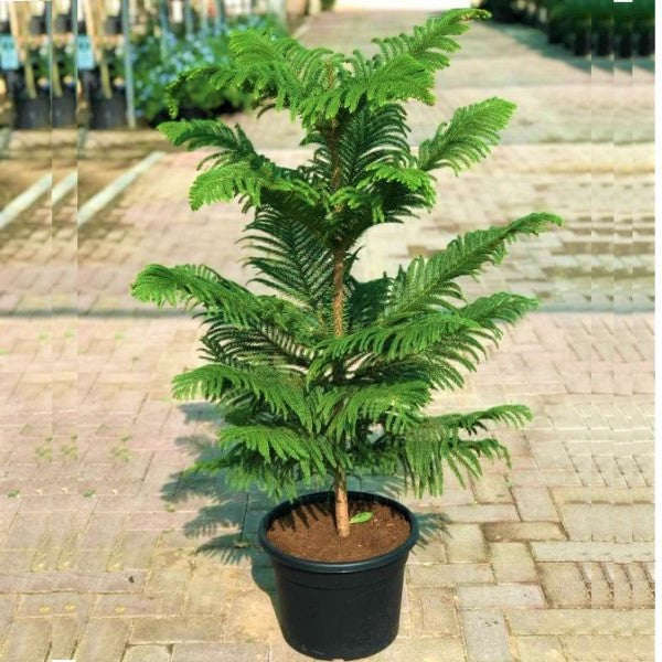 Araucaria heterophylla, Norfolk Island Pine, Indoor - www.Greenie.ae Buy online Best and Healthy Plants and quality products guarantee in Dubai Plants Shop in Dubai Abu Dhabi all over UAE Plants near me Fresh Plants in Dubai where to buy plants in UAE - Greenie.ae