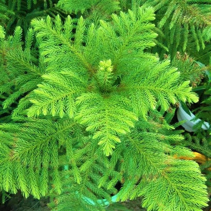 Araucaria heterophylla, Norfolk Island Pine, Indoor - www.Greenie.ae Buy online Best and Healthy Plants and quality products guarantee in Dubai Plants Shop in Dubai Abu Dhabi all over UAE Plants near me Fresh Plants in Dubai where to buy plants in UAE - Greenie.ae