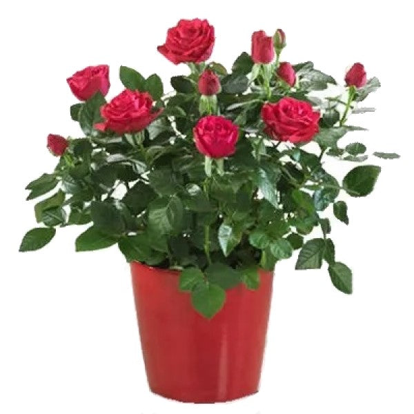 Rose Plant Dubai UAE best online Plants