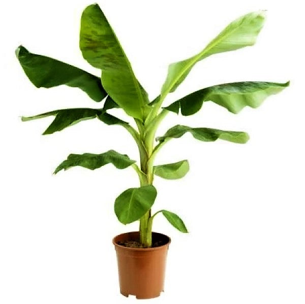 Musa paradisiaca, Banana Tree - www.Greenie.ae Buy online Best and Healthy Plants and quality products guarantee in Dubai Plants Shop in Dubai Abu Dhabi all over UAE Plants near me Fresh Plants in Dubai where to buy plants in UAE - Greenie.ae