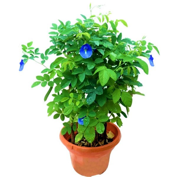 Clitoria ternatea, Butterfly Pea - www.Greenie.ae Buy online Best and Healthy Plants and quality products guarantee in Dubai Plants Shop in Dubai Abu Dhabi all over UAE Plants near me Fresh Plants in Dubai where to buy plants in UAE - Greenie.ae