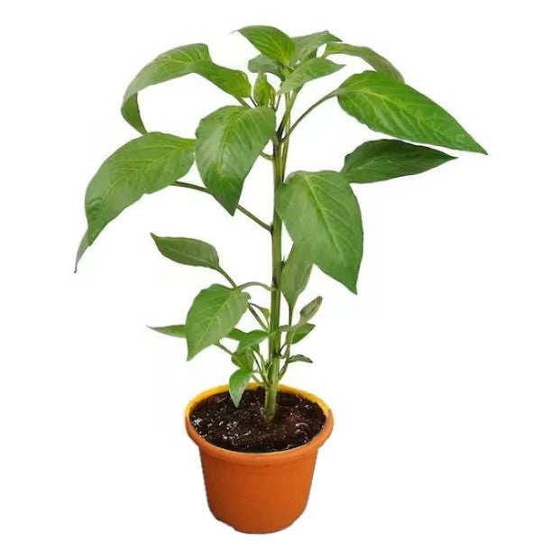 Capsicum Plant, Bell Pepper, Red Pepper - www.Greenie.ae Buy online Best and Healthy Plants and quality products guarantee in Dubai Plants Shop in Dubai Abu Dhabi all over UAE Plants near me Fresh Plants in Dubai where to buy plants in UAE - Greenie.ae