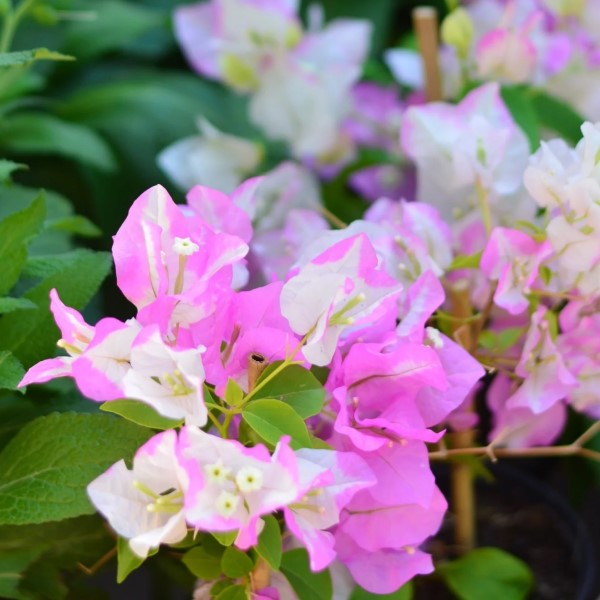 Bougainvillea Cocoice, Coconut Ice - www.Greenie.ae Buy online Best and Healthy Plants and quality products guarantee in Dubai Plants Shop in Dubai Abu Dhabi all over UAE Plants near me Fresh Plants in Dubai where to buy plants in UAE - Greenie.ae