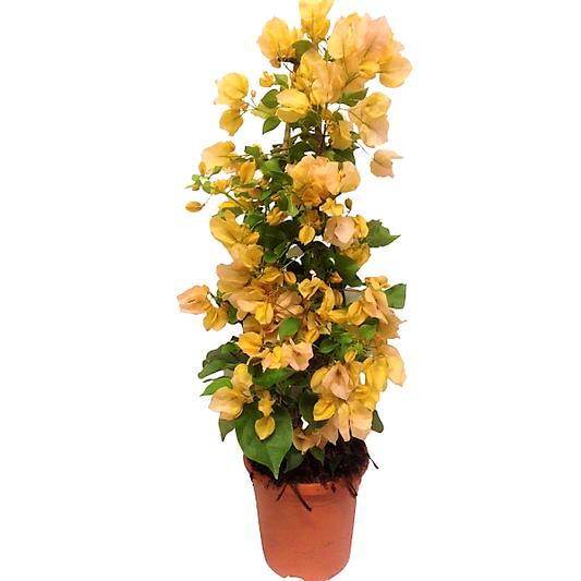 Bougainvillea Gold - www.Greenie.ae Buy online Best and Healthy Plants and quality products guarantee in Dubai Plants Shop in Dubai Abu Dhabi all over UAE Plants near me Fresh Plants in Dubai where to buy plants in UAE - Greenie.ae