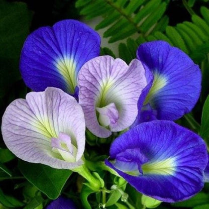 Clitoria ternatea, Butterfly Pea - www.Greenie.ae Buy online Best and Healthy Plants and quality products guarantee in Dubai Plants Shop in Dubai Abu Dhabi all over UAE Plants near me Fresh Plants in Dubai where to buy plants in UAE - Greenie.ae