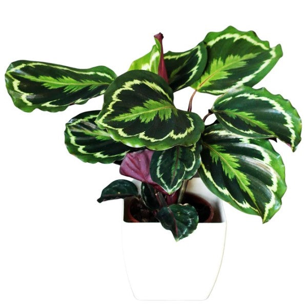 Calathea Medallion, Peacock Plant