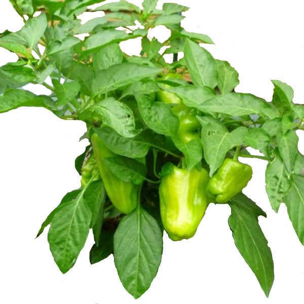 Capsicum Plant, Bell Pepper, Red Pepper - www.Greenie.ae Buy online Best and Healthy Plants and quality products guarantee in Dubai Plants Shop in Dubai Abu Dhabi all over UAE Plants near me Fresh Plants in Dubai where to buy plants in UAE - Greenie.ae