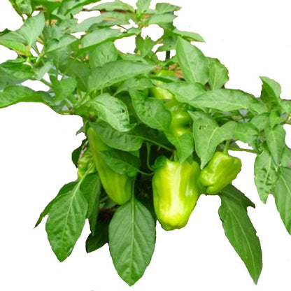 Capsicum Plant, Bell Pepper, Red Pepper - www.Greenie.ae Buy online Best and Healthy Plants and quality products guarantee in Dubai Plants Shop in Dubai Abu Dhabi all over UAE Plants near me Fresh Plants in Dubai where to buy plants in UAE - Greenie.ae