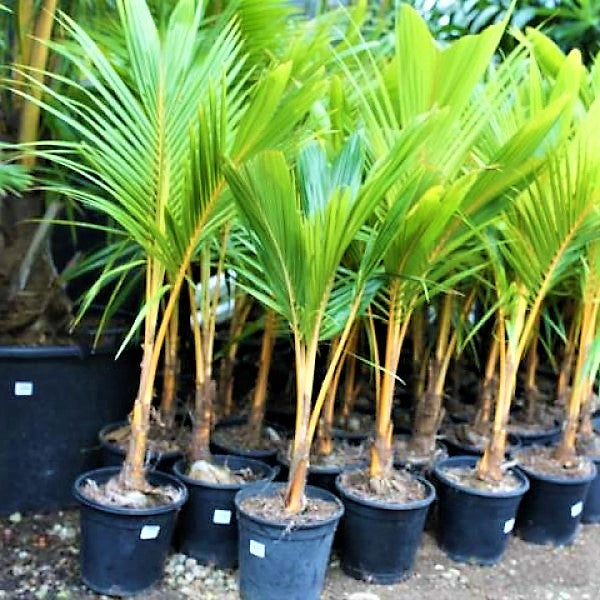 Coconut Palm, Cocos Nucifera - www.Greenie.ae Buy online Best and Healthy Plants and quality products guarantee in Dubai Plants Shop in Dubai Abu Dhabi all over UAE Plants near me Fresh Plants in Dubai where to buy plants in UAE - Greenie.ae