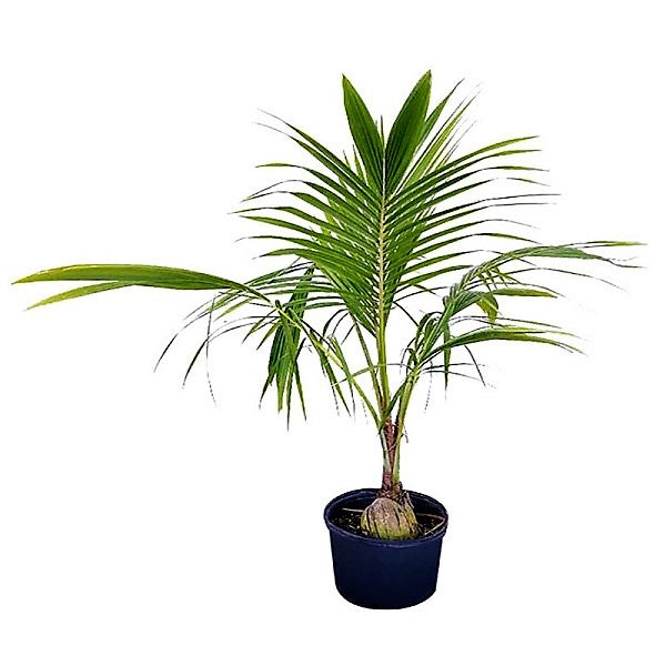 Coconut Palm, Cocos Nucifera - www.Greenie.ae Buy online Best and Healthy Plants and quality products guarantee in Dubai Plants Shop in Dubai Abu Dhabi all over UAE Plants near me Fresh Plants in Dubai where to buy plants in UAE - Greenie.ae