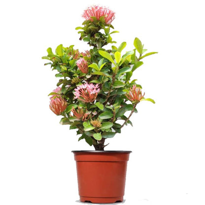 Ixora chinensis, Red, Pink - www.Greenie.ae Buy online Best and Healthy Plants and quality products guarantee in Dubai Plants Shop in Dubai Abu Dhabi all over UAE Plants near me Fresh Plants in Dubai where to buy plants in UAE - Greenie.ae