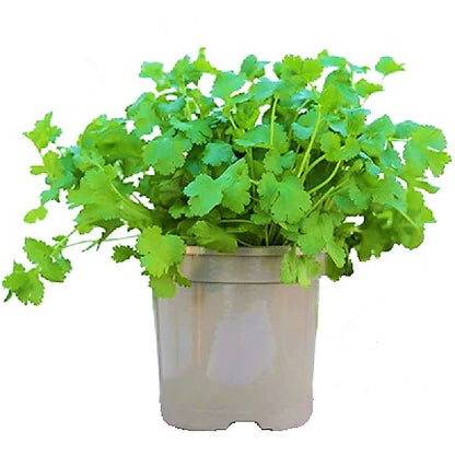 Coriander Plant, Chinese Parsley, Dhania - www.Greenie.ae Buy online Best and Healthy Plants and quality products guarantee in Dubai Plants Shop in Dubai Abu Dhabi all over UAE Plants near me Fresh Plants in Dubai where to buy plants in UAE - Greenie.ae