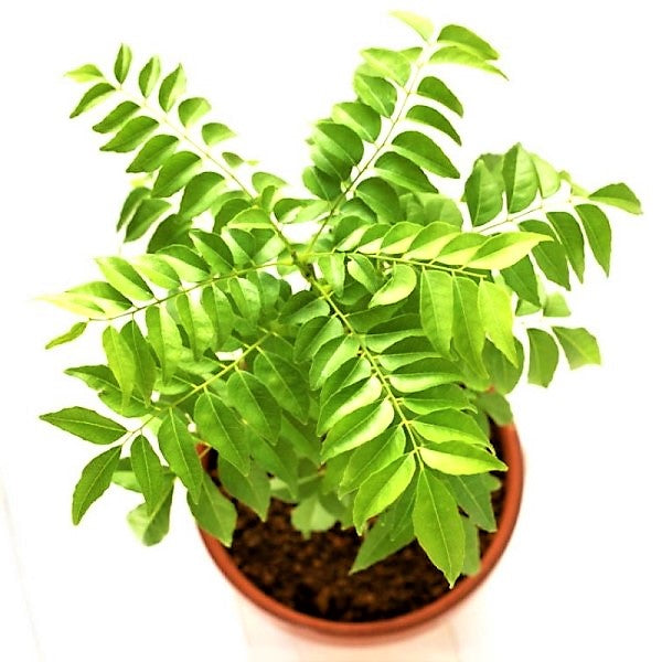 Curry Leaves, Kadi Patta - www.Greenie.ae Buy online Best and Healthy Plants and quality products guarantee in Dubai Plants Shop in Dubai Abu Dhabi all over UAE Plants near me Fresh Plants in Dubai where to buy plants in UAE - Greenie.ae