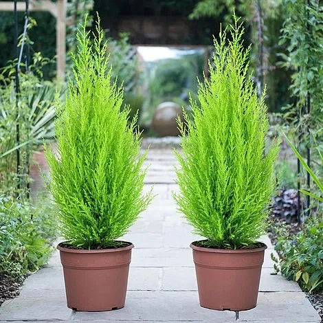 Goldcrest Wilma, Cupressus macrocarpa, Lemon Cyperus - www.Greenie.ae Buy online Best and Healthy Plants and quality products guarantee in Dubai Plants Shop in Dubai Abu Dhabi all over UAE Plants near me Fresh Plants in Dubai where to buy plants in UAE - Greenie.ae