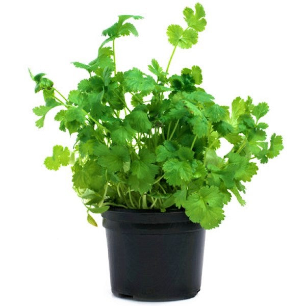 Coriander Plant, Chinese Parsley, Dhania - www.Greenie.ae Buy online Best and Healthy Plants and quality products guarantee in Dubai Plants Shop in Dubai Abu Dhabi all over UAE Plants near me Fresh Plants in Dubai where to buy plants in UAE - Greenie.ae