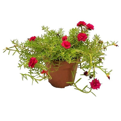 Rose Moss, Portulaca Grandiflora - www.Greenie.ae Buy online Best and Healthy Plants and quality products guarantee in Dubai Plants Shop in Dubai Abu Dhabi all over UAE Plants near me Fresh Plants in Dubai where to buy plants in UAE - Greenie.ae