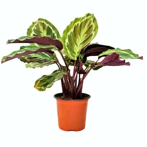 Calathea, Peacock Plant - www.Greenie.ae Buy online Best and Healthy Plants and quality products guarantee in Dubai Plants Shop in Dubai Abu Dhabi all over UAE Plants near me Fresh Plants in Dubai where to buy plants in UAE - Greenie.ae