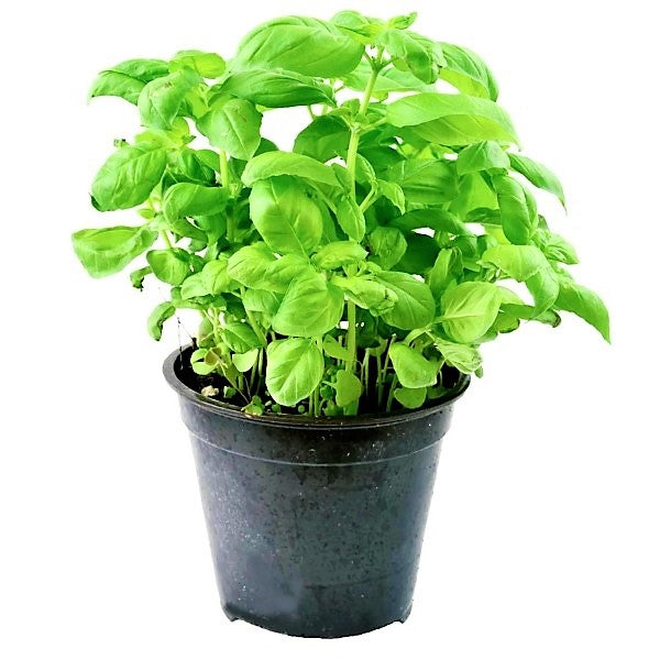 Ocimum Basilicum Sweet Basil Dubai UAE best online Plants