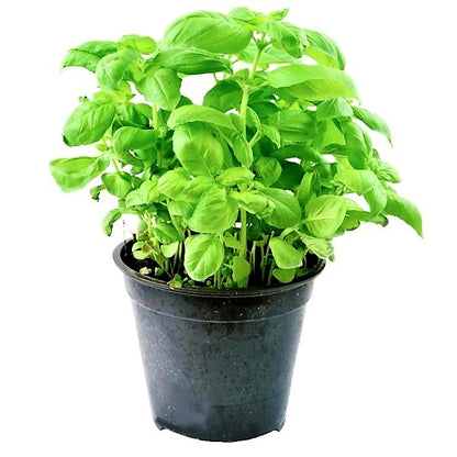 Ocimum Basilicum, Sweet Basil, Sweet Genovese - www.Greenie.ae Buy online Best and Healthy Plants and quality products guarantee in Dubai Plants Shop in Dubai Abu Dhabi all over UAE Plants near me Fresh Plants in Dubai where to buy plants in UAE - Greenie.ae