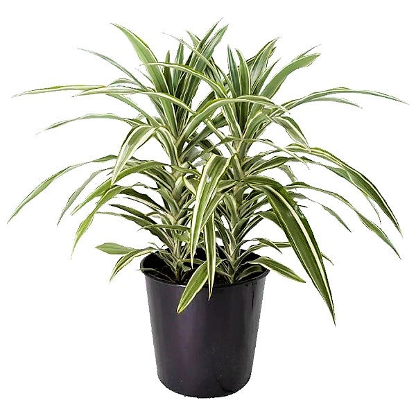 Dracaena Deremensis, Warneckii small - www.Greenie.ae Buy online Best and Healthy Plants and quality products guarantee in Dubai Plants Shop in Dubai Abu Dhabi all over UAE Plants near me Fresh Plants in Dubai where to buy plants in UAE - Greenie.ae