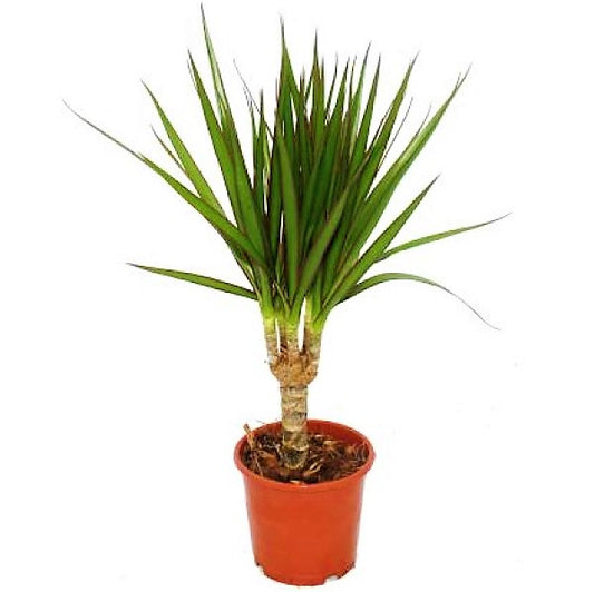 Dracaena Draco, Drago, Dragon Tree - www.Greenie.ae Buy online Best and Healthy Plants and quality products guarantee in Dubai Plants Shop in Dubai Abu Dhabi all over UAE Plants near me Fresh Plants in Dubai where to buy plants in UAE - Greenie.ae