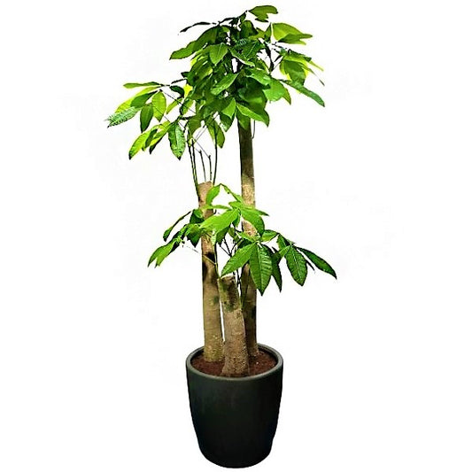 Pachira aquatica, Money Tree, Triple Trunk - www.Greenie.ae Buy online Best and Healthy Plants and quality products guarantee in Dubai Plants Shop in Dubai Abu Dhabi all over UAE Plants near me Fresh Plants in Dubai where to buy plants in UAE - Greenie.ae