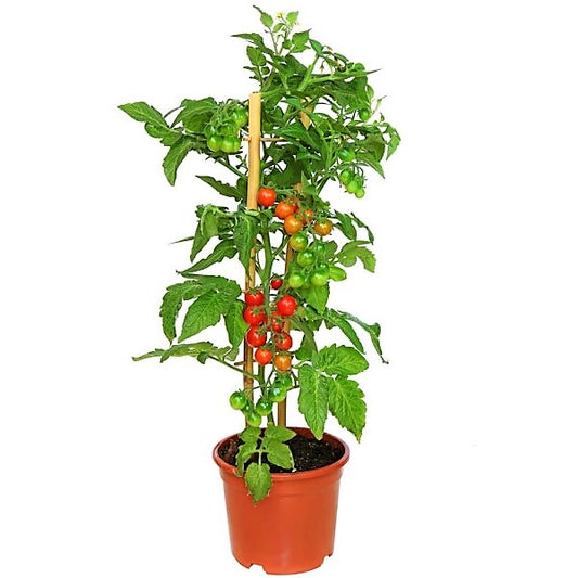 Cherry Tomato Plant - www.Greenie.ae Buy online Best and Healthy Plants and quality products guarantee in Dubai Plants Shop in Dubai Abu Dhabi all over UAE Plants near me Fresh Plants in Dubai where to buy plants in UAE - Greenie.ae