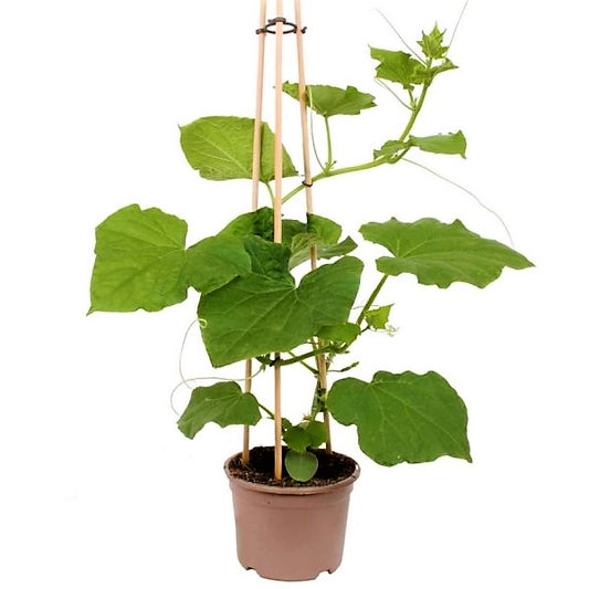 Cucumber Plant - www.Greenie.ae Buy online Best and Healthy Plants and quality products guarantee in Dubai Plants Shop in Dubai Abu Dhabi all over UAE Plants near me Fresh Plants in Dubai where to buy plants in UAE - Greenie.ae